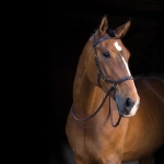 A Horseware Micklem Multi Bridle